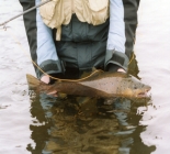 Argentina, Big Browns Trouts In Chubut
