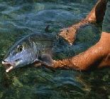 Fishing Florida Keys