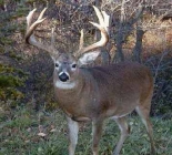 Sport Fishing & Big Game Guided Hunting Trips