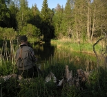 Brown Trout Adventure In Estonia