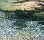 Introductory Program For Atlantic Salmon