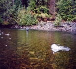 Vancouver Island Fishing Adventures