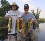 South Florida Peacock Bass Fishing South Florida Peacock Bass Fishing