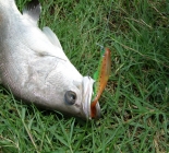 Lure & Fly Fishing For Barramundi *exclusive