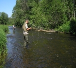 Brown Trout Adventure In Estonia