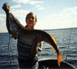 Walleye and Pike Fishing Alberta, Canada Walleye and Pike Fishing Alberta, Canada