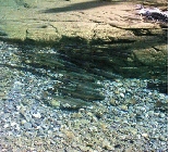 Atlantic Salmon Fishing Gaspe Quebec